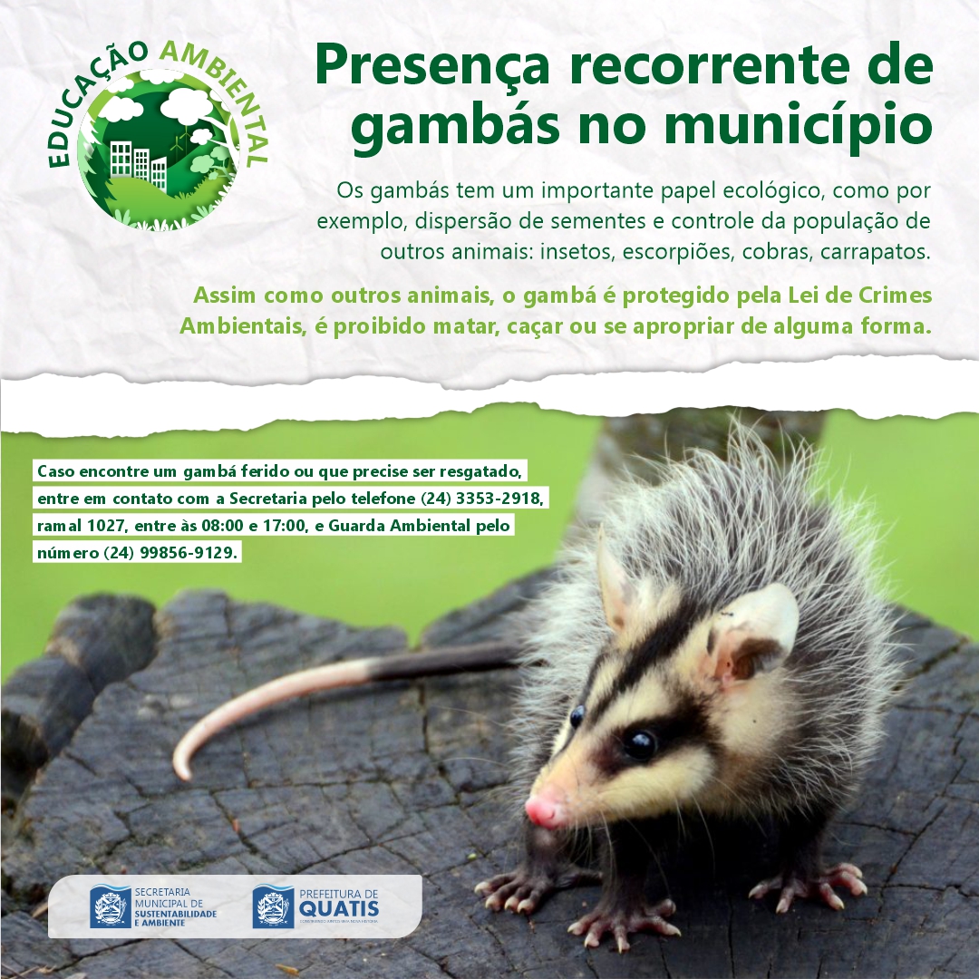 PRESENÇA RECORRENTE DE GAMBÁS NO MUNICÍPIO – Prefeitura Municipal