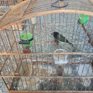 WhatsApp Image 2026-03-31 at 08.16.25 (1)